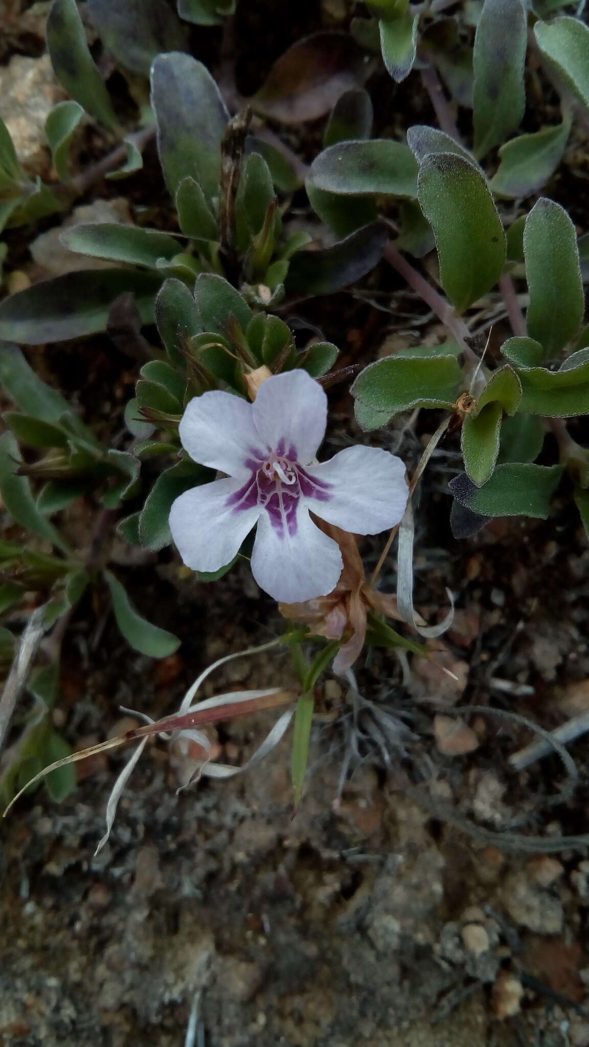 صورة Dyschoriste linearis var. schiedeana (Nees) B. L. Turner