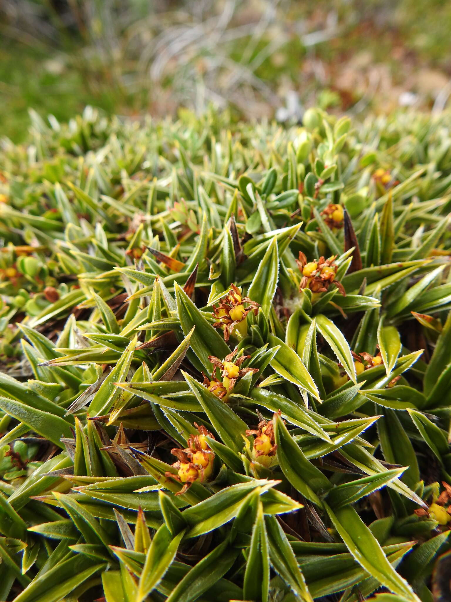 Image of Astelia pumila (J. R. Forst.) Gaudich.