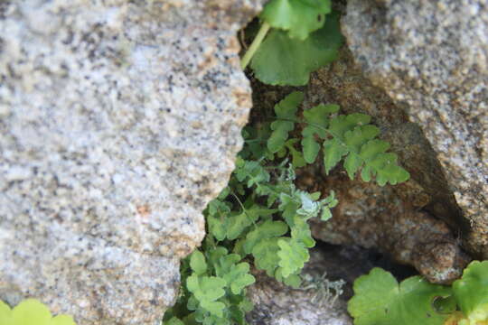 Image of Woodsia subcordata Turcz.