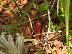 Image of Florida arrowroot