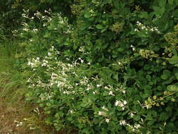 Image of Silene italica subsp. italica