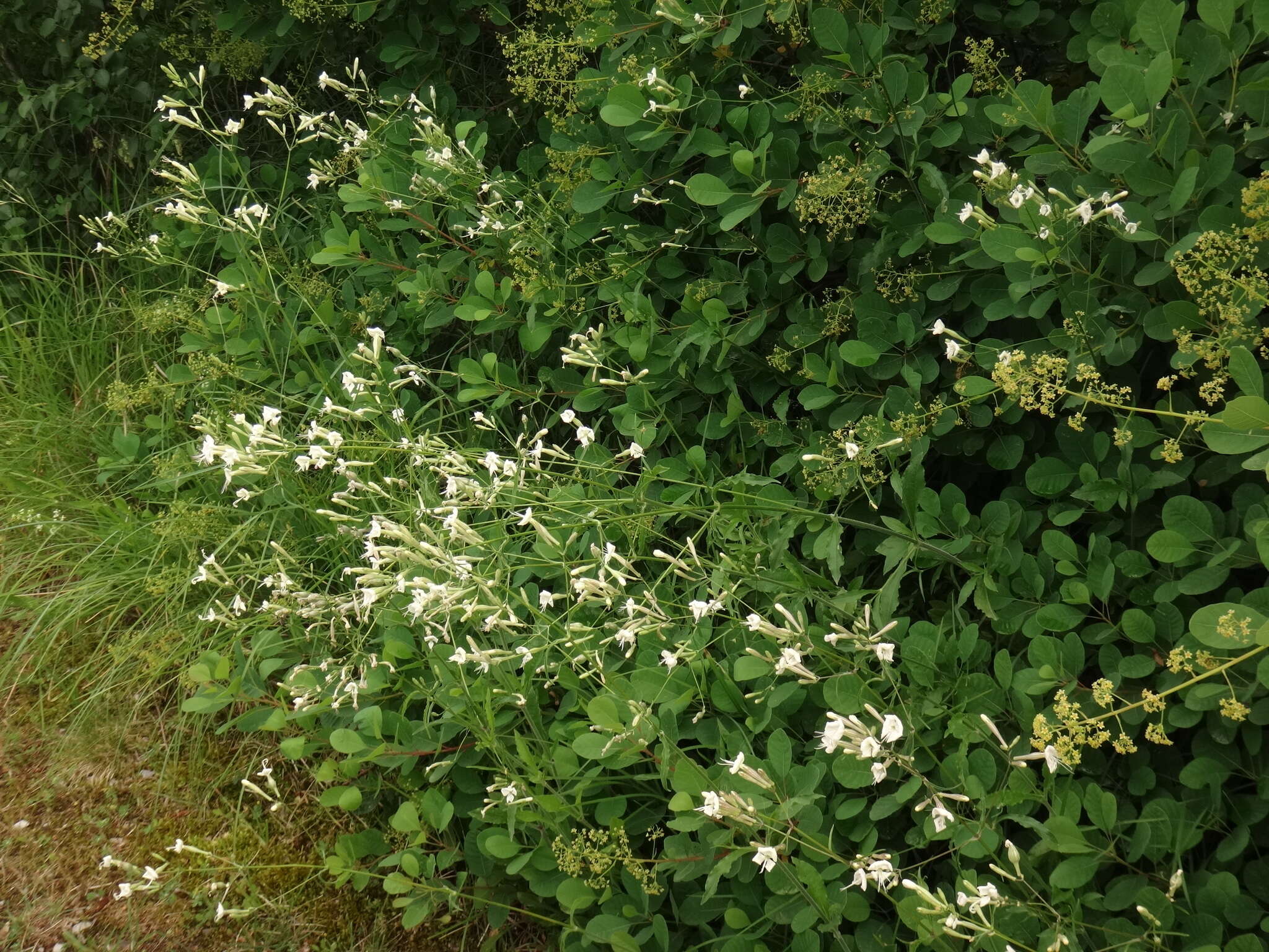 Image of Silene italica subsp. italica