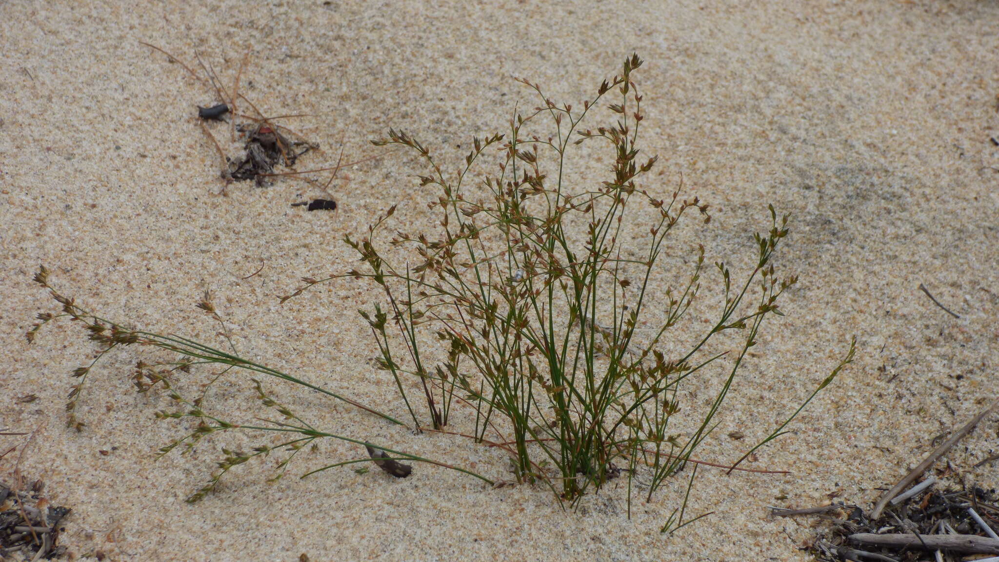 Juncus pelocarpus E. Mey.的圖片