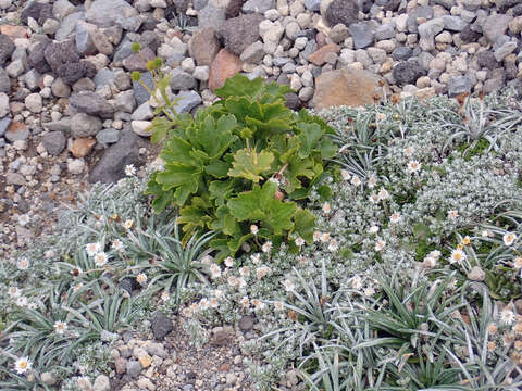 Image of Ranunculus nivicolus Hook.