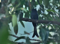 Image of Fork-tailed Drongo-Cuckoo