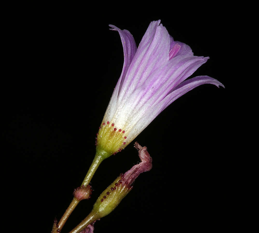 Image of Congdon's lewisia