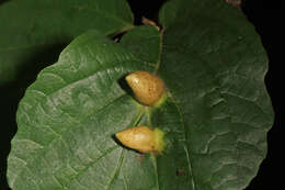 Image of Witch Hazel Cone Gall Aphid