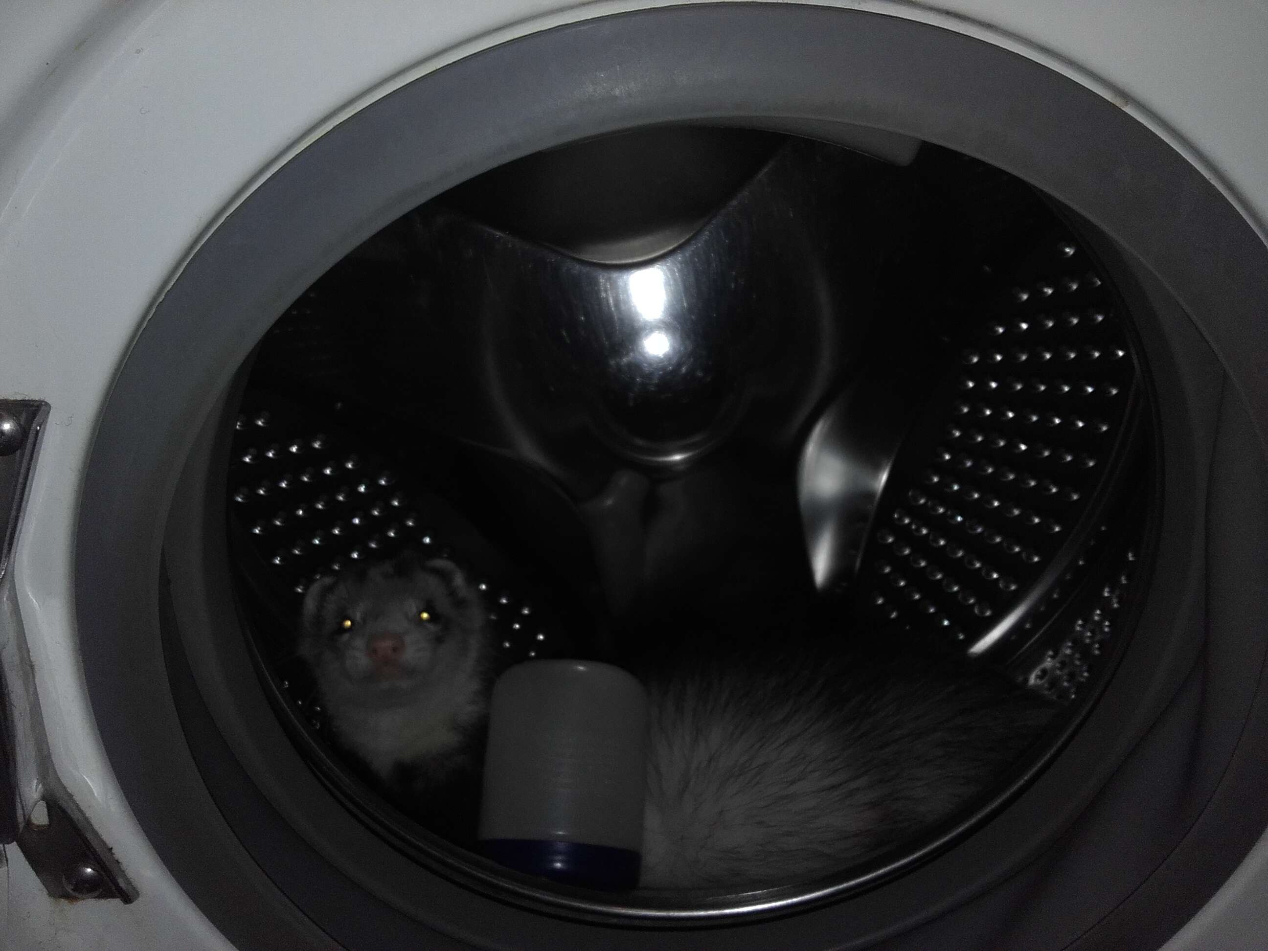 Image of domestic ferret