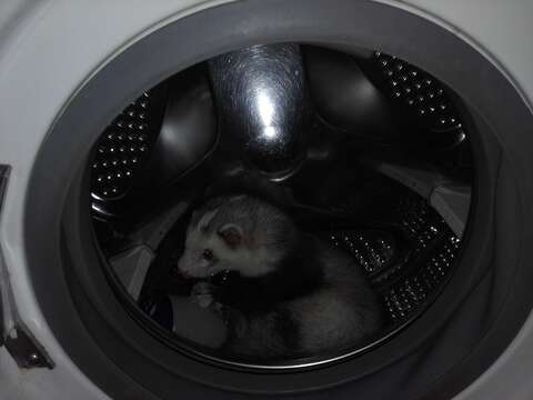 Image of domestic ferret