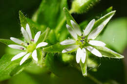 Image of <i>Stellaria ruderalis</i>