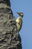 Image of Fine-spotted Woodpecker