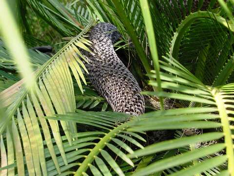 Image of Macrozamia moorei F. Muell.