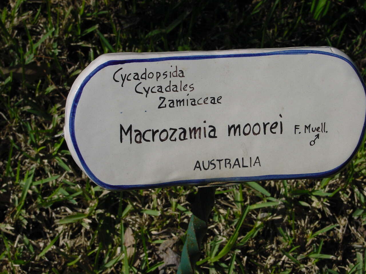 Image of Macrozamia moorei F. Muell.