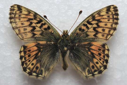 Image of <i>Boloria <i>alaskensis</i></i> alaskensis