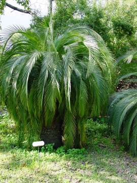 Image de Macrozamia moorei F. Muell.