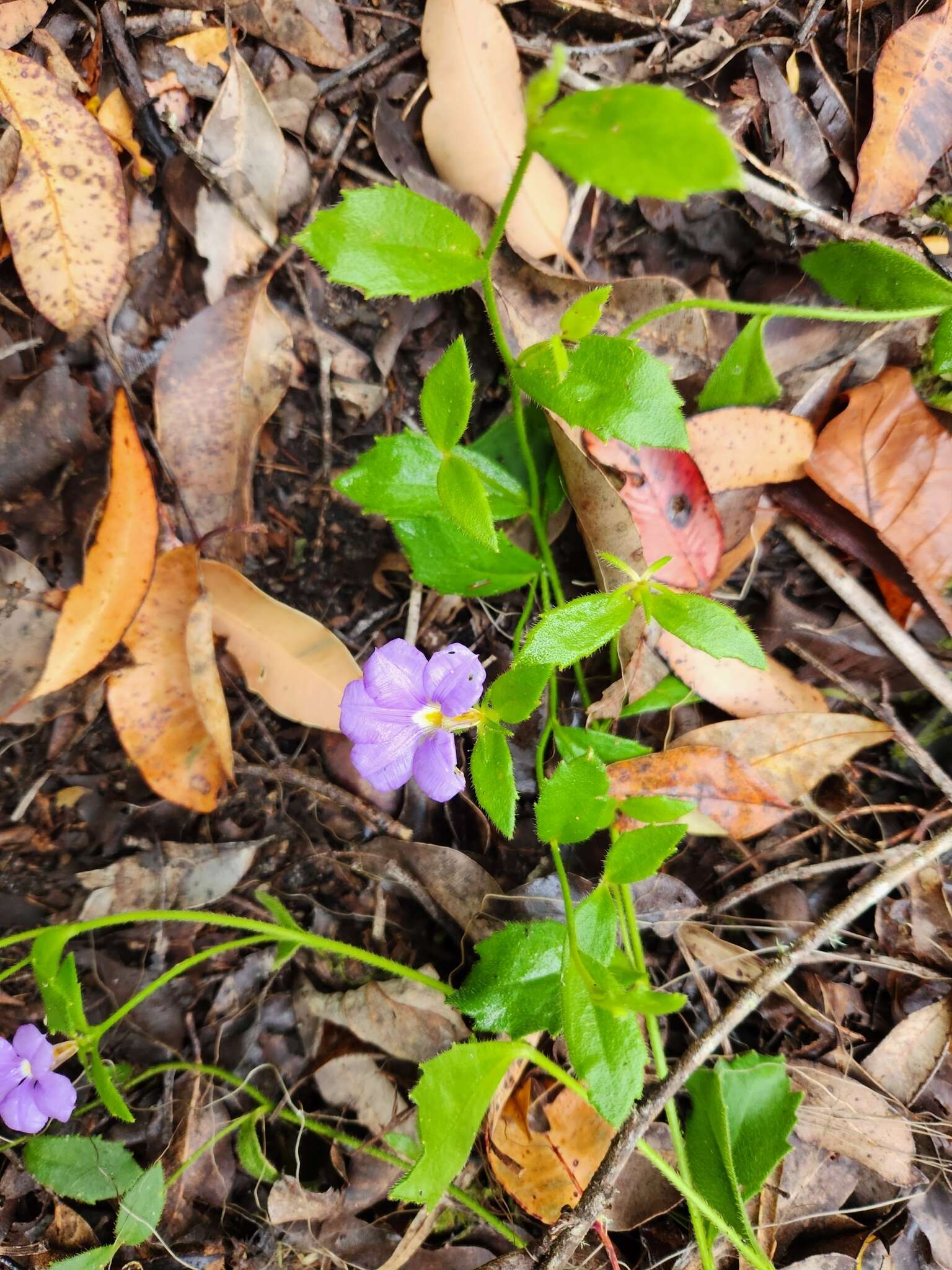 Imagem de Scaevola striata R. Br.