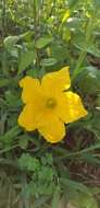 صورة Cucurbita melopepo var. ozarkana (Deck.-Walt.) G. L. Nesom