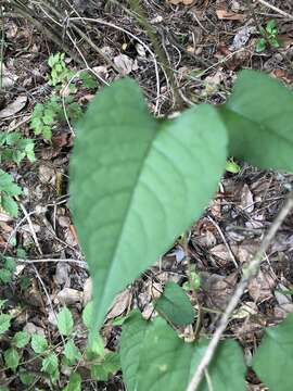 Image of American buckwheat vine