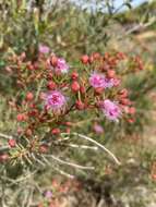 Image de Verticordia monadelpha Turcz.