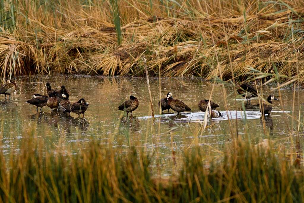 Image of White-faced Whistling Duck