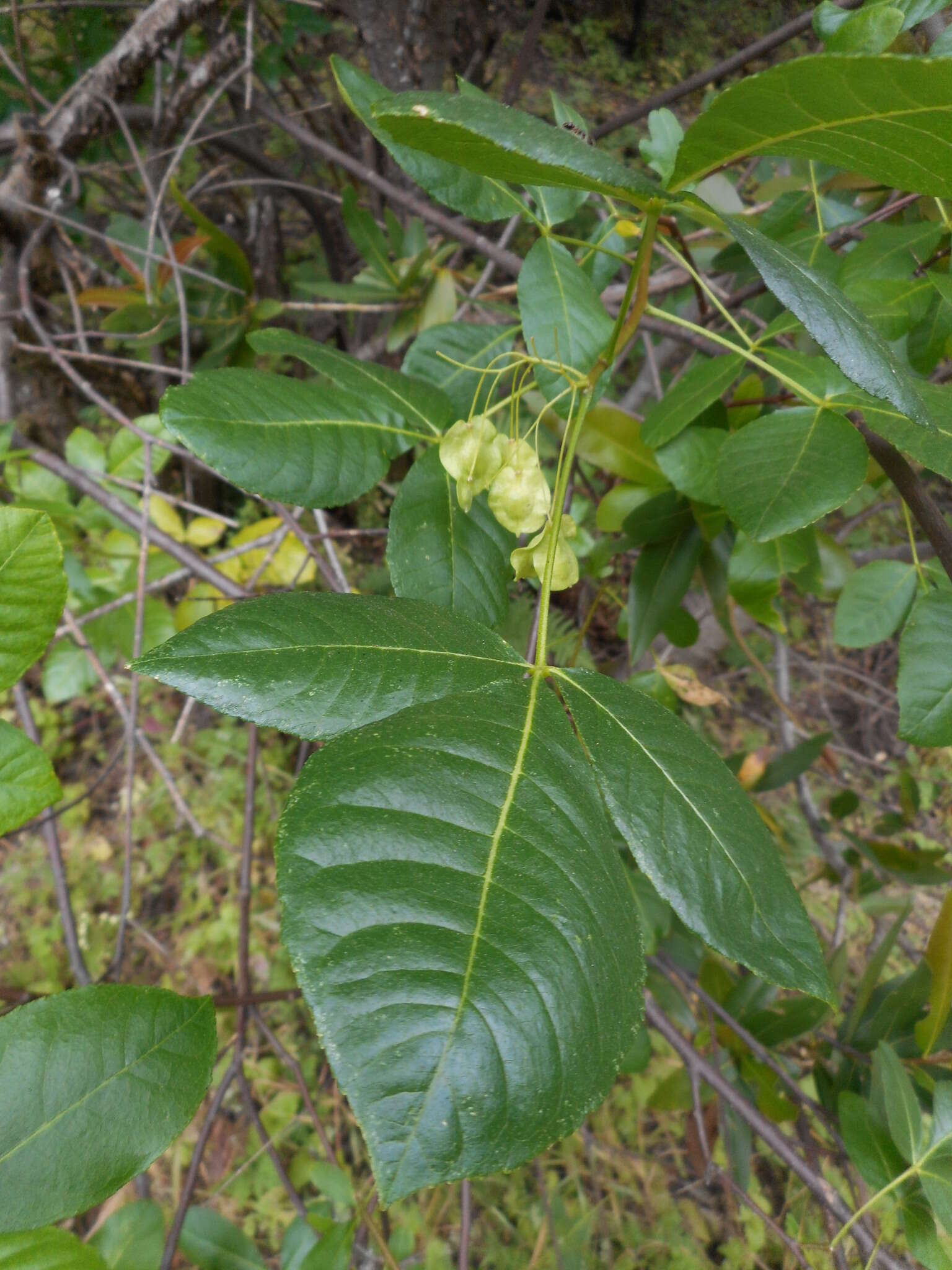 Image de Ptelea crenulata Greene