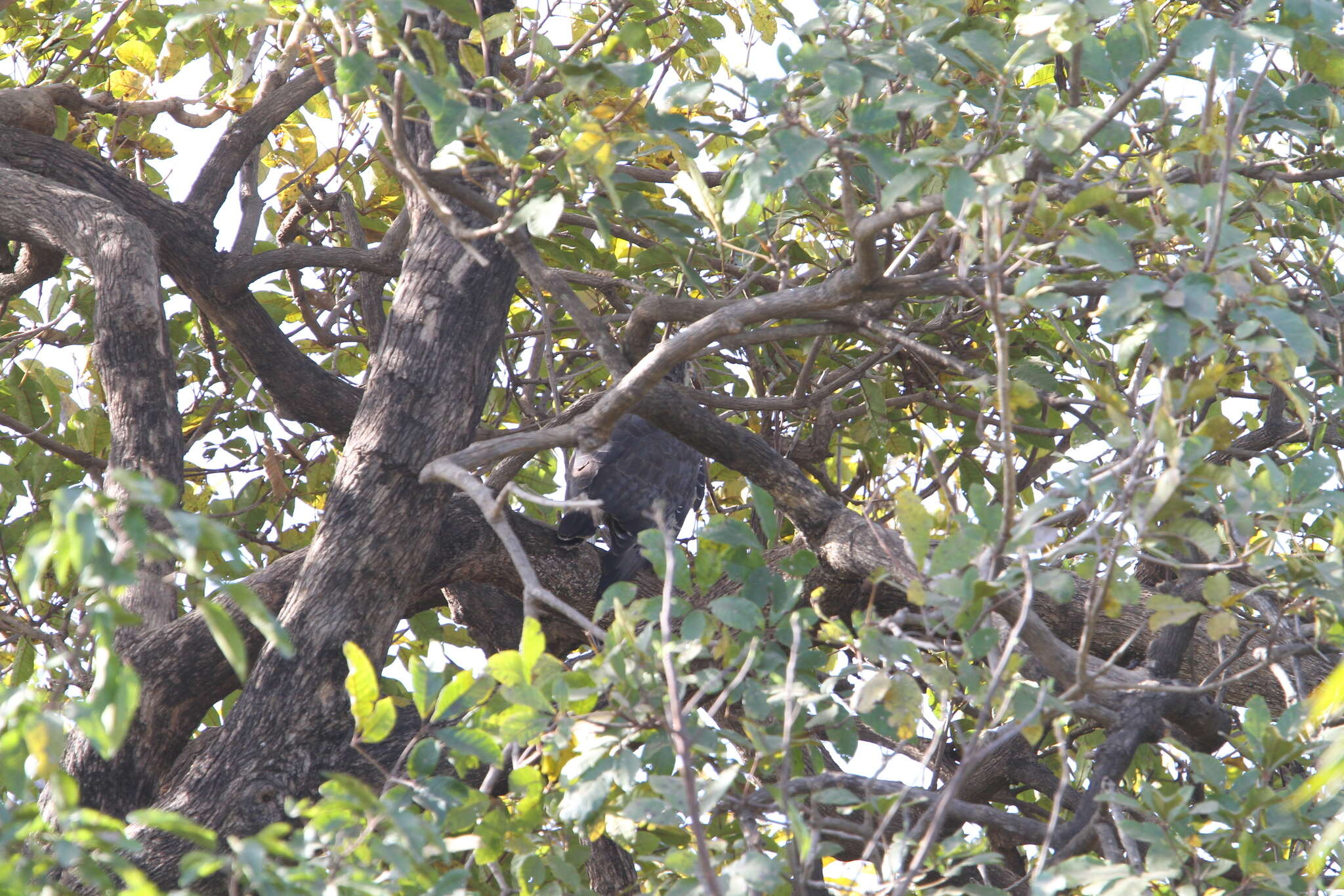 Image of Banded Snake-Eagle