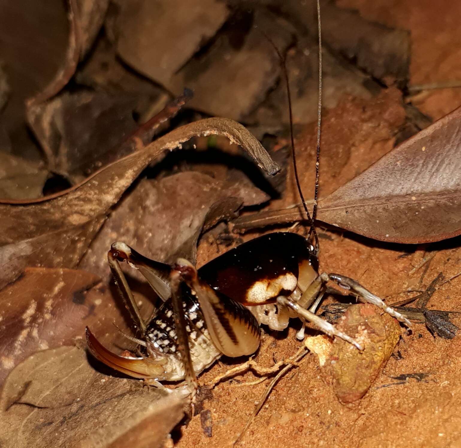 Image of Apotetamenus clipeatus Brunner von Wattenwyl 1888