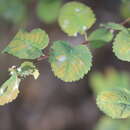 Слика од Amelanchier alnifolia var. cusickii (Fern.) C. L. Hitchc.