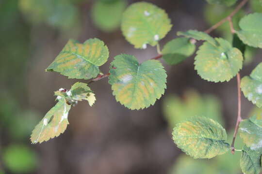 Слика од Amelanchier alnifolia var. cusickii (Fern.) C. L. Hitchc.