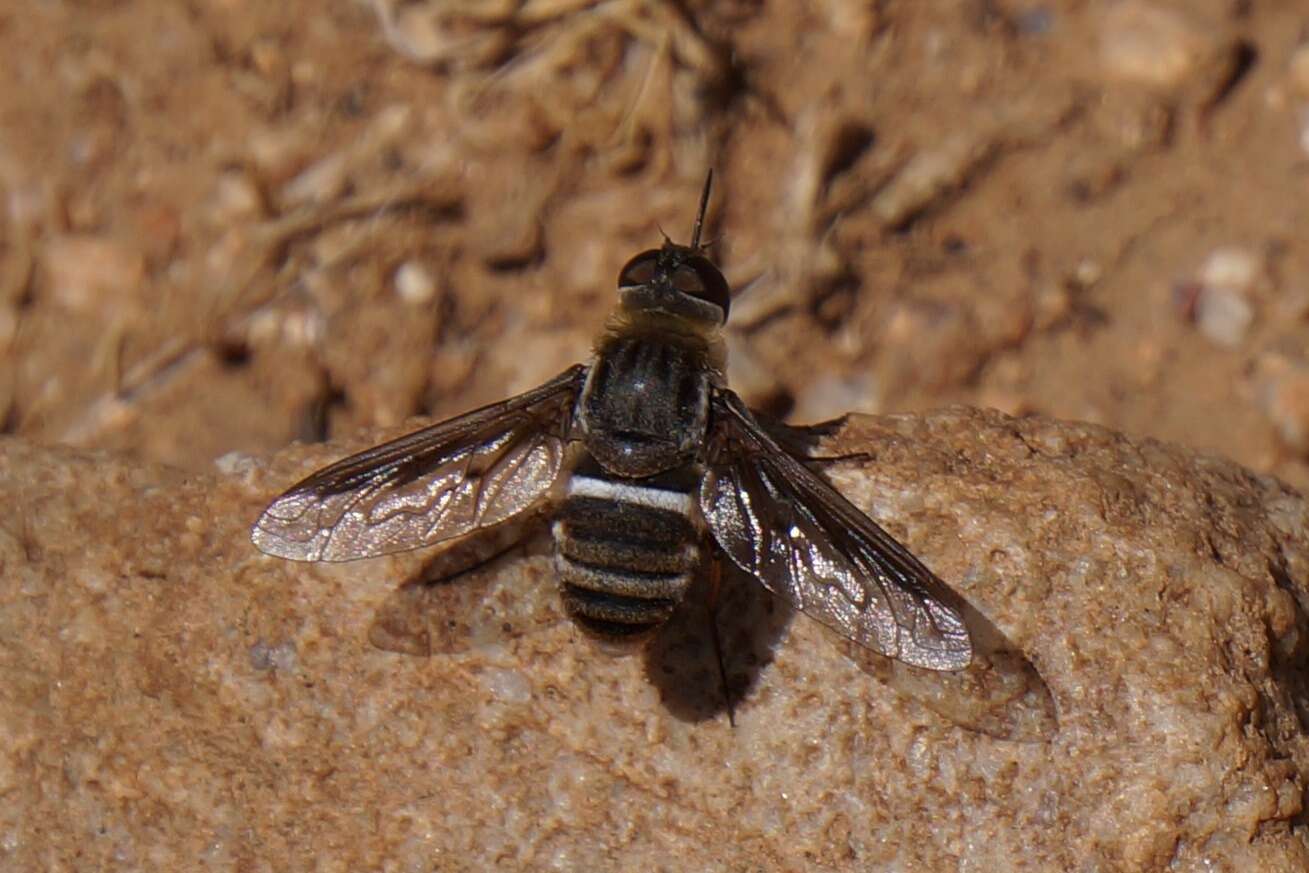 Image of Exoprosopa rostrifera Jaennicke 1867