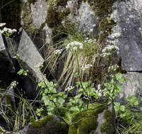 Ligusticum scoticum subsp. hultenii (Fern.) Calder & Roy L. Taylor resmi