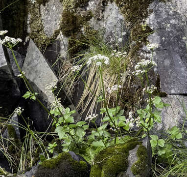 Imagem de Ligusticum scoticum subsp. hultenii (Fern.) Calder & Roy L. Taylor