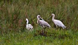 Image of African Spoonbill