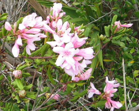 Plancia ëd Rhododendron minus var. chapmanii (Alph. Wood) Gandhi & Zarucchi