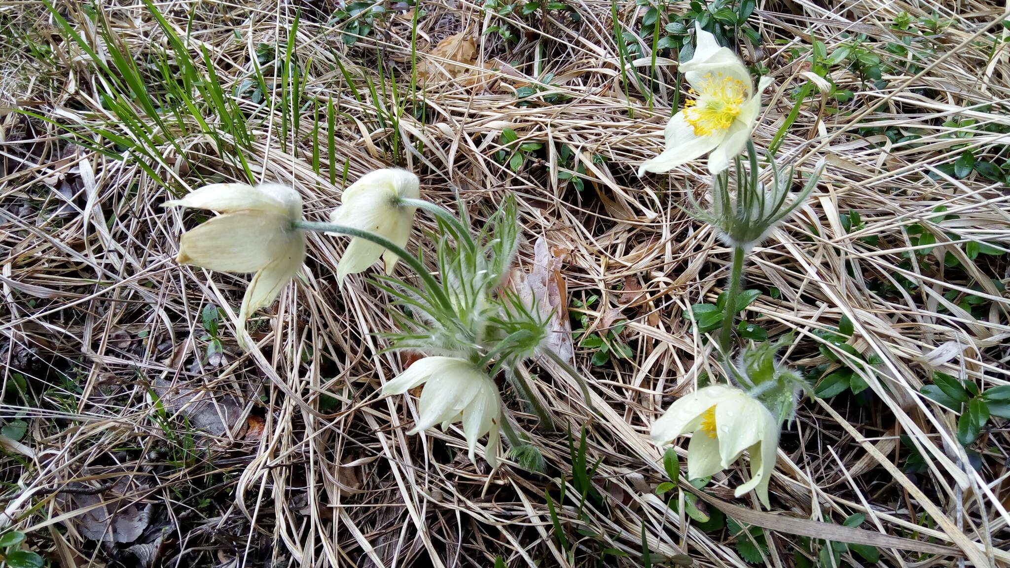 Image of eastern pasqueflower