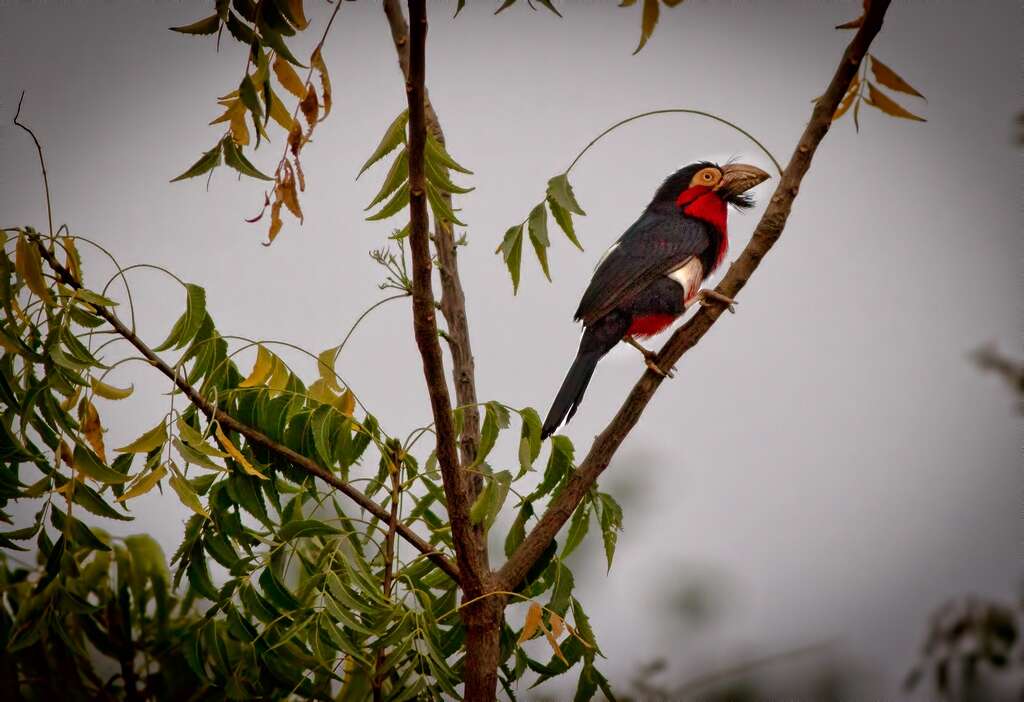 Image of Bearded Barbet