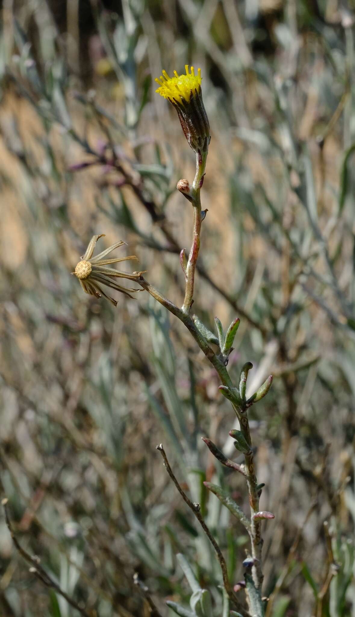 Image of Gutenbergia rangei Muschl. ex Range