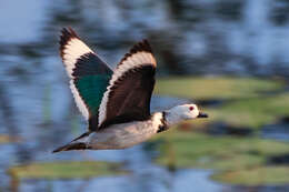 Image of Cotton Pygmy Goose