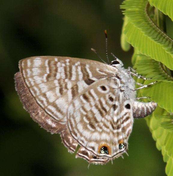 Imagem de Anthene larydas (Cramer 1782)