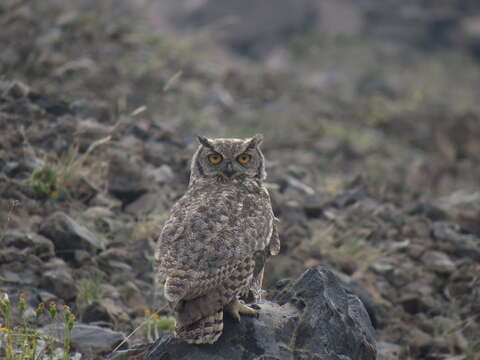 Image of <i>Bubo virginianus magellanicus</i>