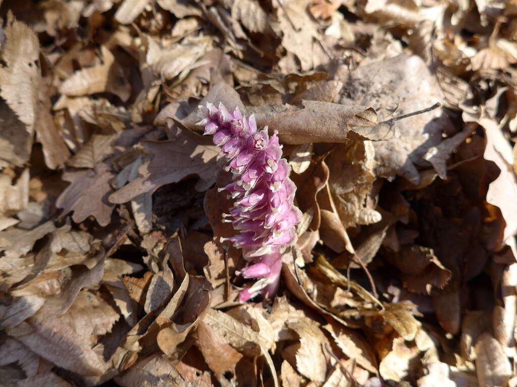 Image of common toothwort