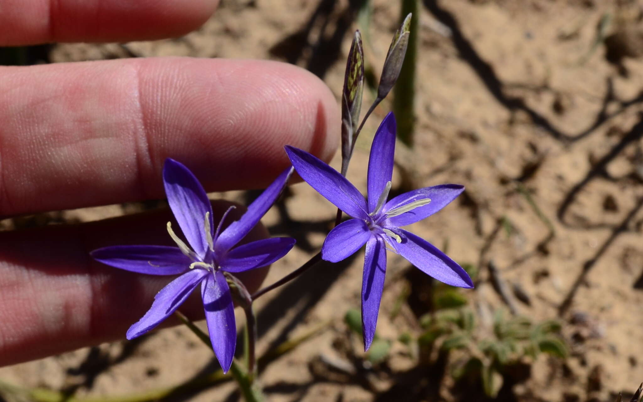 Image of Hesperantha pilosa (L. fil.) Ker Gawl.