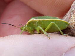 Image of Chlorochroa (Chlorochroa) persimilis Horvath 1908