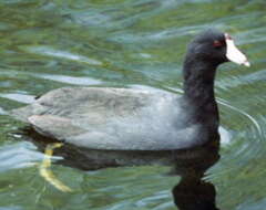 Image of Fulica Linnaeus 1758