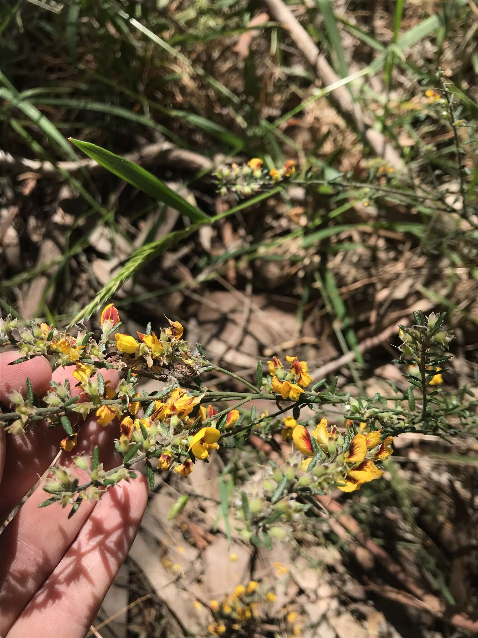 Image of Aotus ericoides (Vent.) G. Don