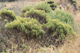 Image of California goldenbush