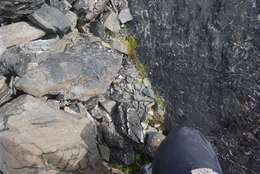 Image of yellow arctic draba