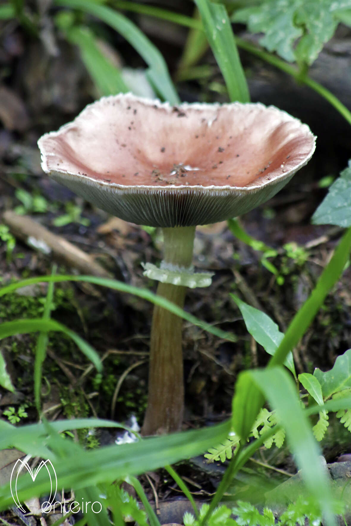 Imagem de Stropharia rugosoannulata Farl. ex Murrill 1922