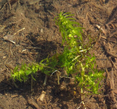 Image of short-leaved water starwort