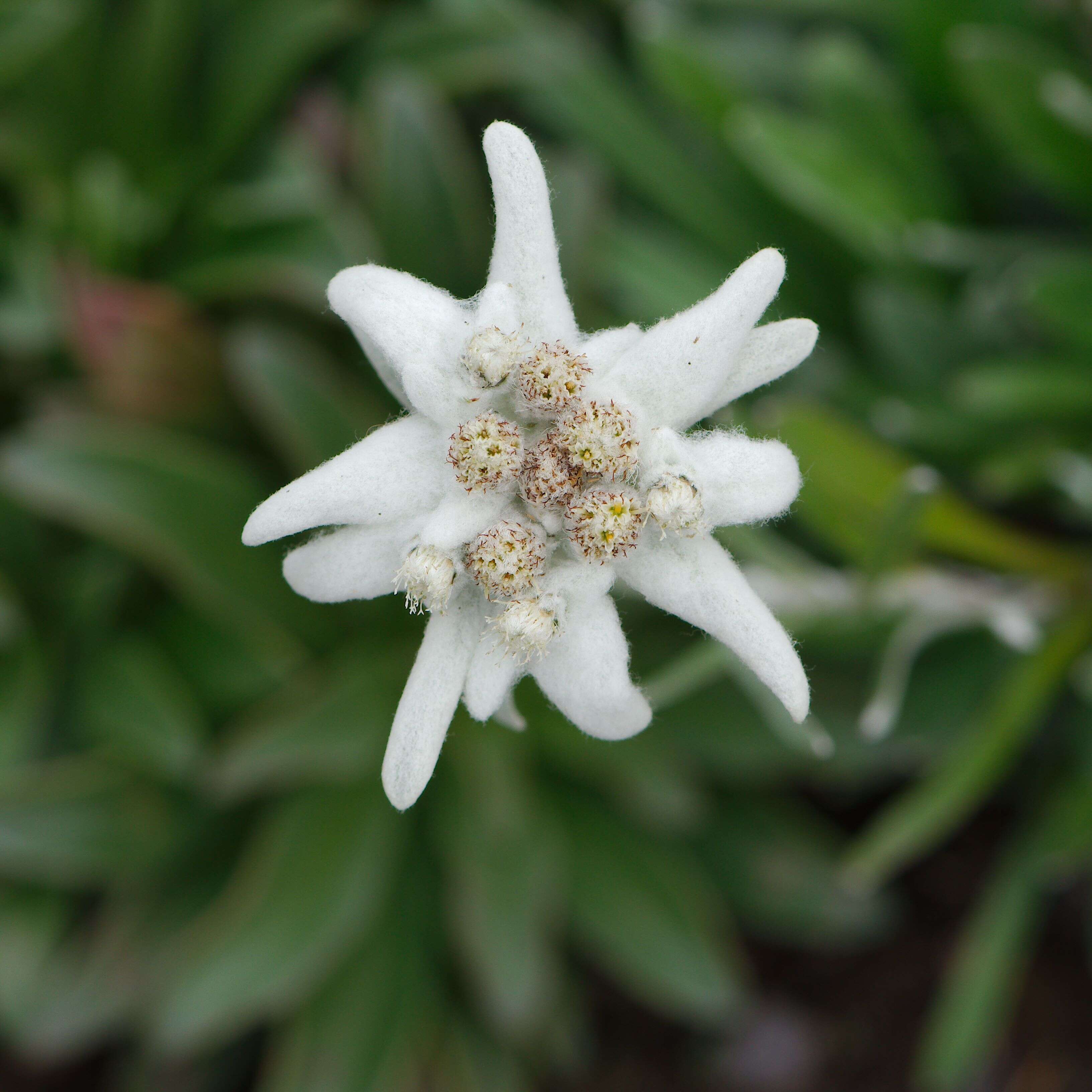 Image of edelweiss